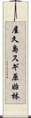 屋久島スギ原始林 Scroll