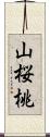 山桜桃 Scroll