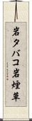 岩タバコ Scroll