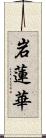 岩蓮華 Scroll