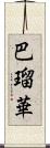 巴瑠華 Scroll