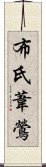 布氏葦鶯 Scroll