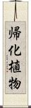 帰化植物 Scroll