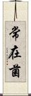 常在菌 Scroll