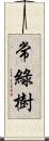 常綠樹 Scroll