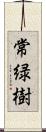 常緑樹 Scroll