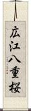 広江八重桜 Scroll