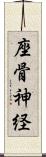 座骨神経 Scroll