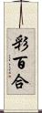 彩百合 Scroll