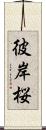 彼岸桜 Scroll