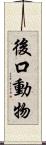 後口動物 Scroll