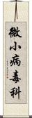 微小病毒科 Scroll