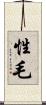性毛 Scroll