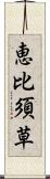 恵比須草 Scroll