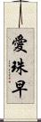 愛珠早 Scroll