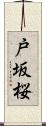 戸坂桜 Scroll