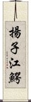 揚子江鰐 Scroll