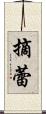 摘蕾 Scroll