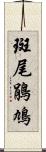 斑尾鵑鳩 Scroll