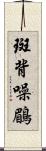 斑背噪鶥 Scroll