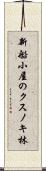新船小屋のクスノキ林 Scroll