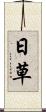 日草 Scroll