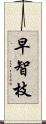 早智枝 Scroll