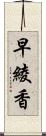 早綾香 Scroll