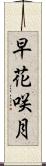 早花咲月 Scroll