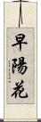 早陽花 Scroll