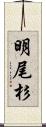 明尾杉 Scroll