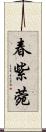 春紫菀 Scroll