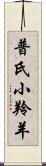 普氏小羚羊 Scroll