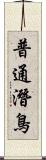 普通潛鳥 Scroll
