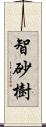 智砂樹 Scroll