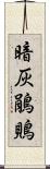 暗灰鵑鵙 Scroll