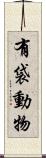 有袋動物 Scroll