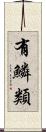 有鱗類 Scroll