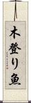 木登り魚 Scroll
