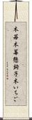 木苺 Scroll