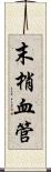 末梢血管 Scroll