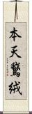 本天鵞絨 Scroll