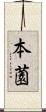 本薗 Scroll