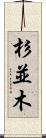 杉並木 Scroll