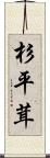 杉平茸 Scroll