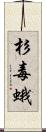 杉毒蛾 Scroll