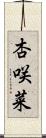 杏咲菜 Scroll