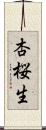 杏桜生 Scroll
