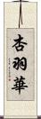 杏羽華 Scroll