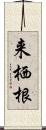 来栖根 Scroll